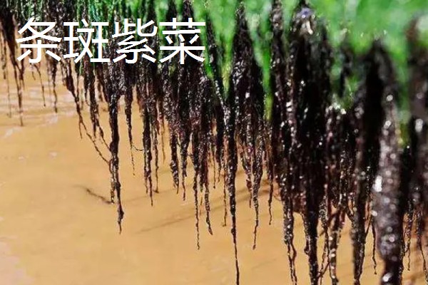 海山紫菜的产地,产于广东省海山镇