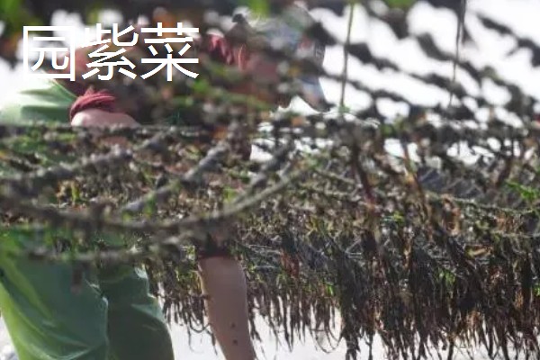 海山紫菜的产地,产于广东省海山镇