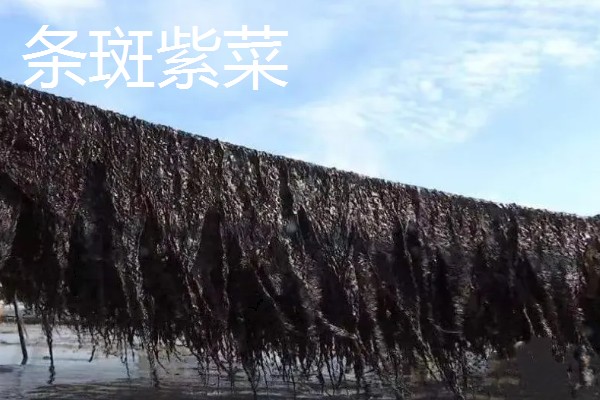 海山紫菜的产地,产于广东省海山镇