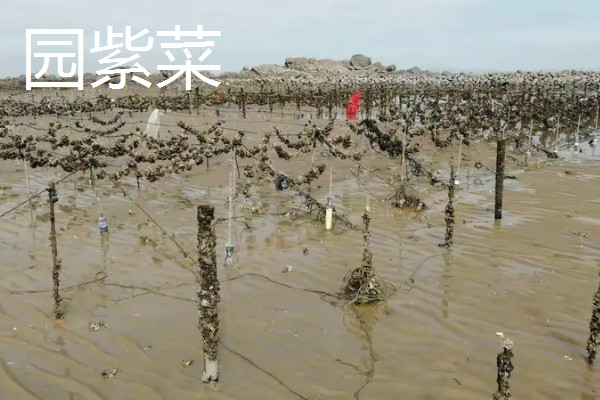 海山紫菜的产地,产于广东省海山镇