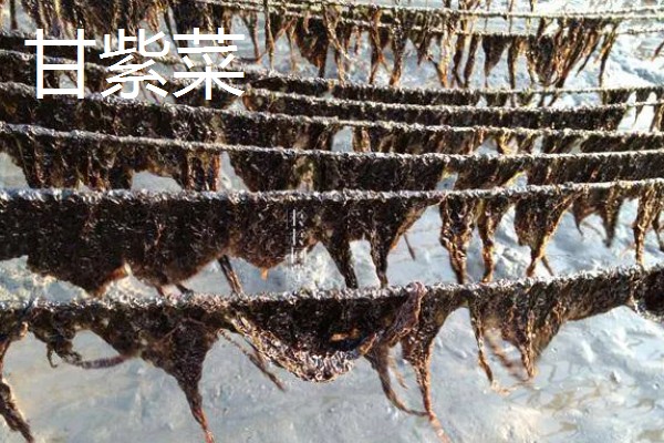 海山紫菜的产地,产于广东省海山镇