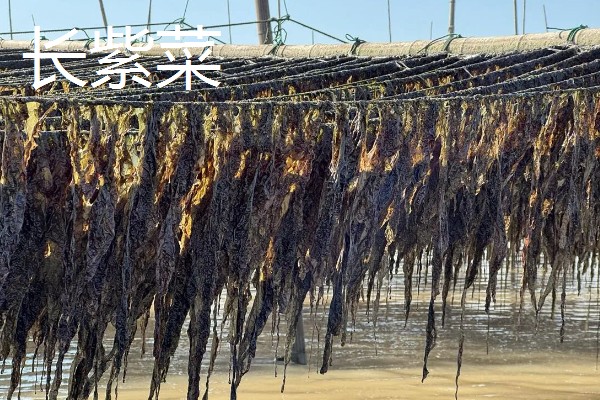 海山紫菜的产地,产于广东省海山镇