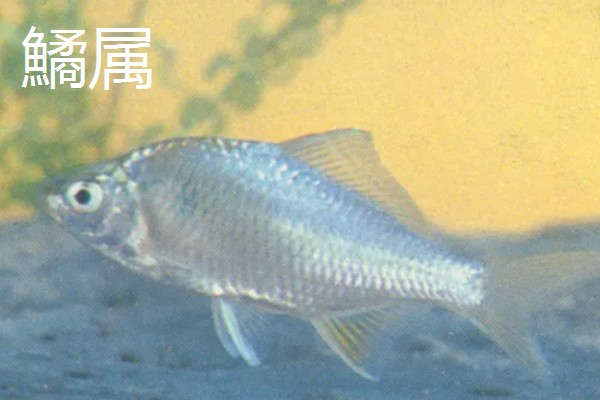 为什么不在草缸养鳑鲏鱼，主要原因是鳑鲏鱼会翻草