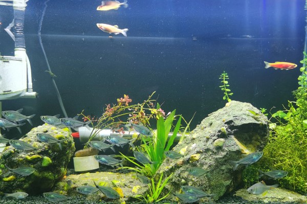 为什么不在草缸养鳑鲏鱼，主要原因是鳑鲏鱼会翻草