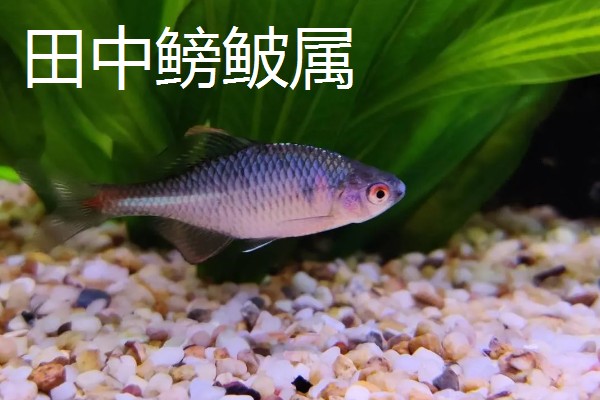 为什么不在草缸养鳑鲏鱼，主要原因是鳑鲏鱼会翻草