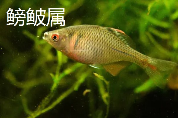 为什么不在草缸养鳑鲏鱼，主要原因是鳑鲏鱼会翻草