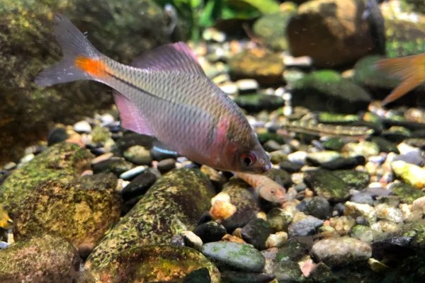 为什么不在草缸养鳑鲏鱼，主要原因是鳑鲏鱼会翻草