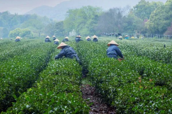 西湖龙井是什么茶，是绿茶