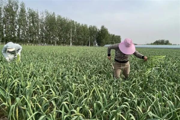 青蒜根能不能种植，切除叶片即可栽培