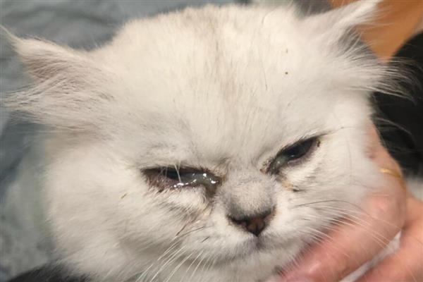 猫眼睛发炎如何防治,猫咪上火需要清淡饮食