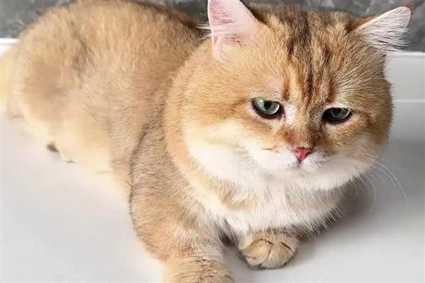 猫眼睛发炎如何防治,猫咪上火需要清淡饮食