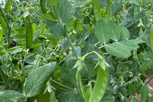 荷兰豆的收获所需时间,种植后经过6个月才能收获