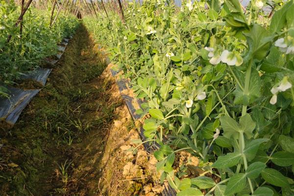 荷兰豆的收获所需时间,种植后经过6个月才能收获