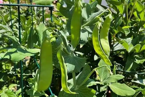 荷兰豆的收获所需时间,种植后经过6个月才能收获
