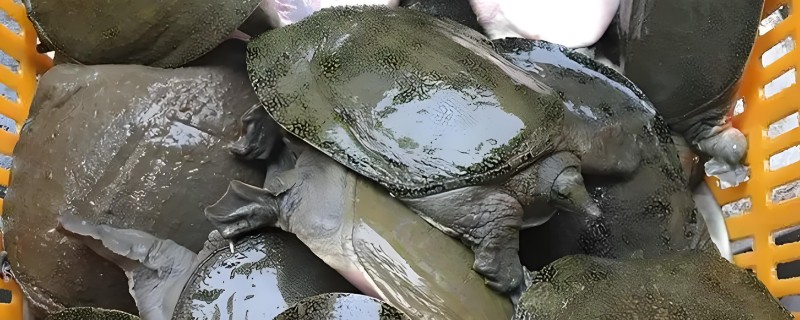 甲鱼和鳖有什么区别,甲鱼是鳖的俗称