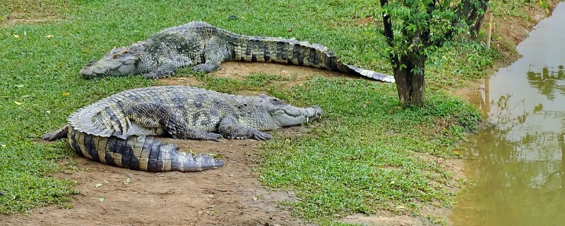 鳄鱼可以上岸吗,是可以上岸的