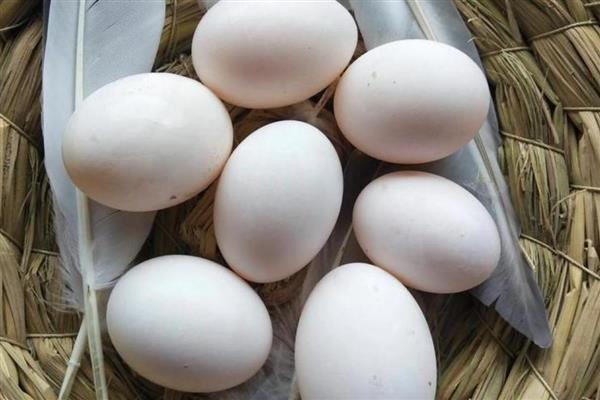 鸽子蛋多久可以孵化出来，通常要15-18天