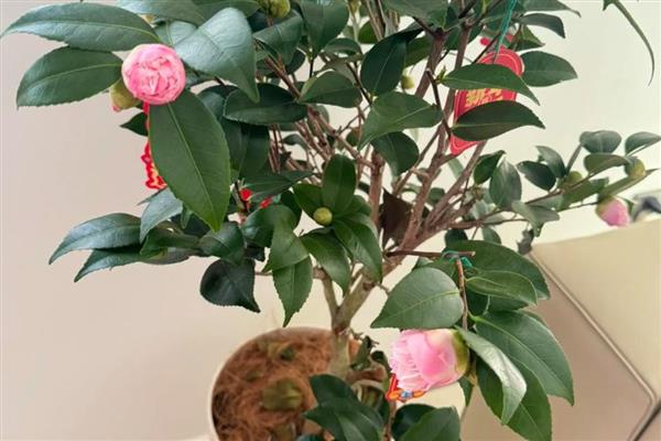 茶花疏蕾叶芽如何处理,花蕾的腰部偏下将其剪断