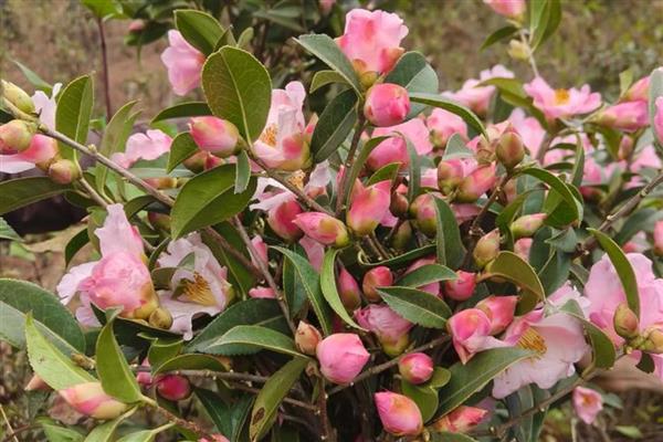 茶花疏蕾叶芽如何处理,花蕾的腰部偏下将其剪断