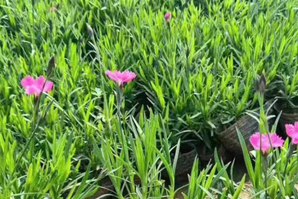 宿根花卉的栽培技术要点,水分补给要加以控制