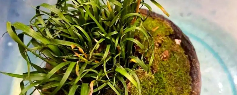 菖蒲叶子黄如何处理，光照强烈要为它遮阴