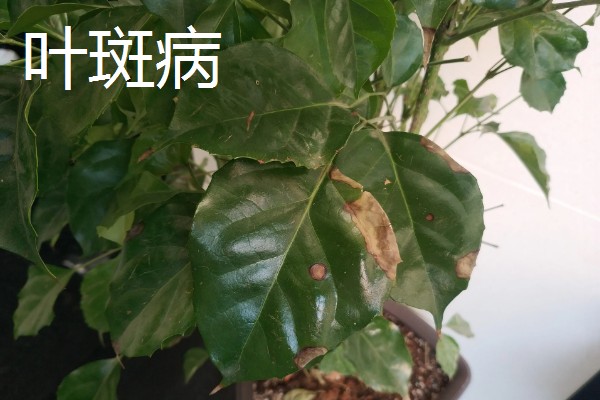 幸福树的病虫害类型，叶斑病、介壳虫、螨虫都很常见