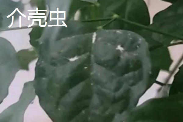 幸福树的病虫害类型，叶斑病、介壳虫、螨虫都很常见
