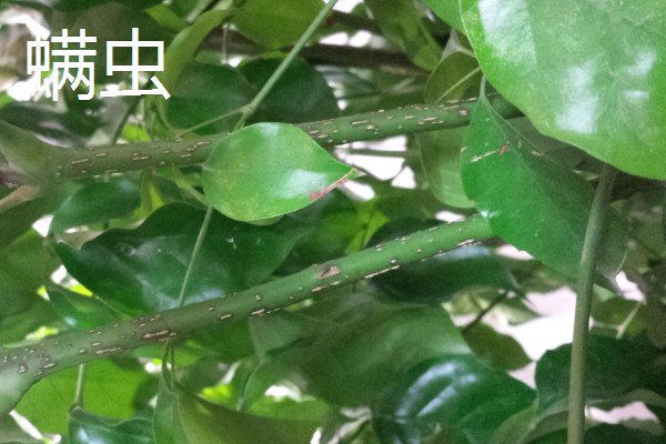 幸福树的病虫害类型，叶斑病、介壳虫、螨虫都很常见