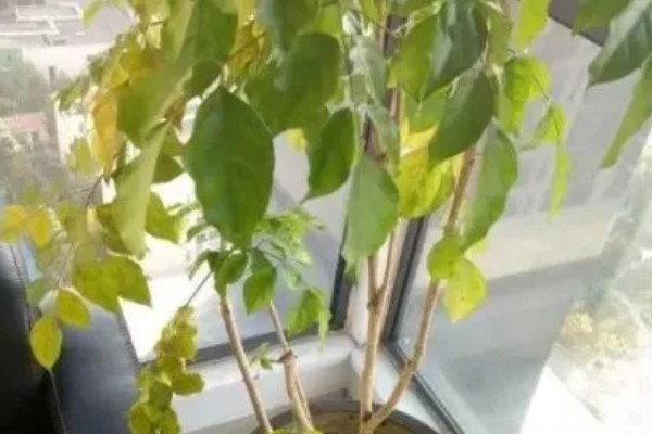 幸福树的病虫害类型，叶斑病、介壳虫、螨虫都很常见