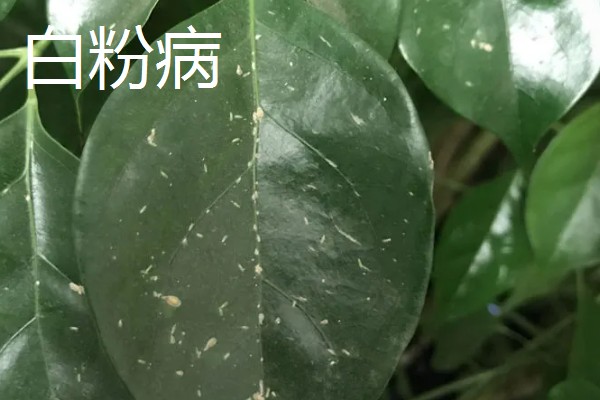 幸福树的病虫害类型，叶斑病、介壳虫、螨虫都很常见