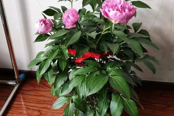 冬天怎么养殖芍药,放在室内并修剪不良枝叶