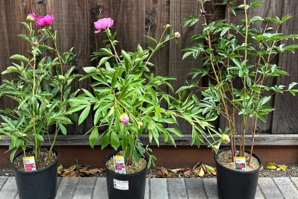 冬天怎么养殖芍药,放在室内并修剪不良枝叶