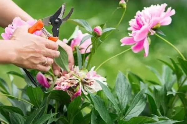 冬天怎么养殖芍药,放在室内并修剪不良枝叶