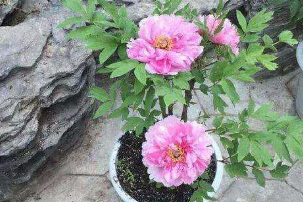 冬天怎么养殖芍药,放在室内并修剪不良枝叶