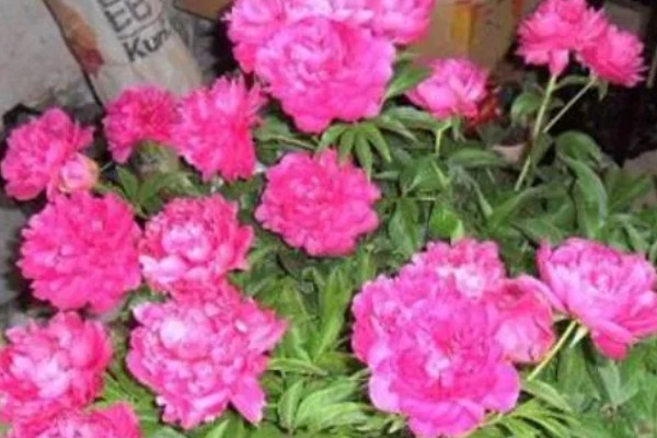 冬天怎么养殖芍药,放在室内并修剪不良枝叶