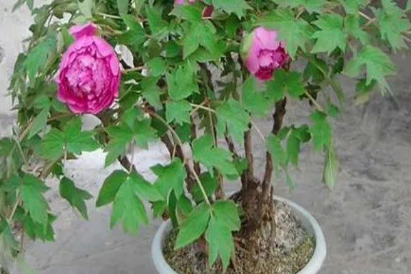 冬天怎么养殖芍药,放在室内并修剪不良枝叶