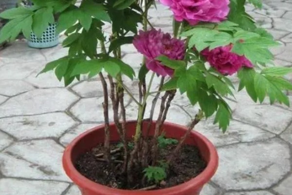 冬天怎么养殖芍药,放在室内并修剪不良枝叶
