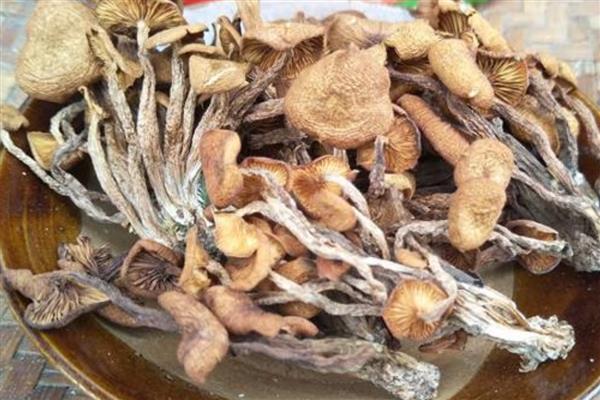 有什么人工栽培的食用菌,常见香菇、金针菇、杏鲍菇等品种