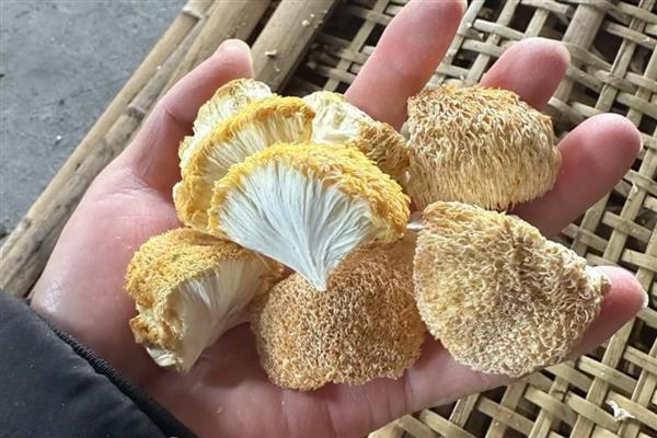 有什么人工栽培的食用菌,常见香菇、金针菇、杏鲍菇等品种