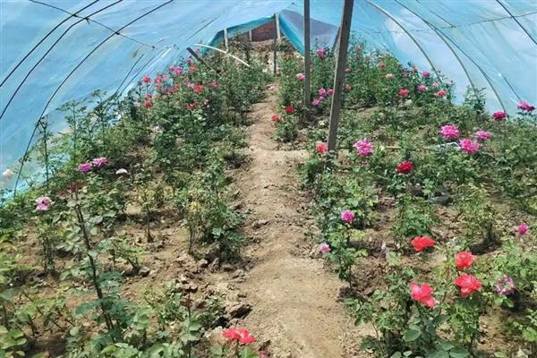 月季的种植方法,将环境温度控制在18-20℃