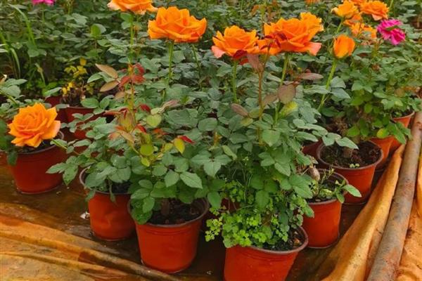 月季的种植方法,将环境温度控制在18-20℃