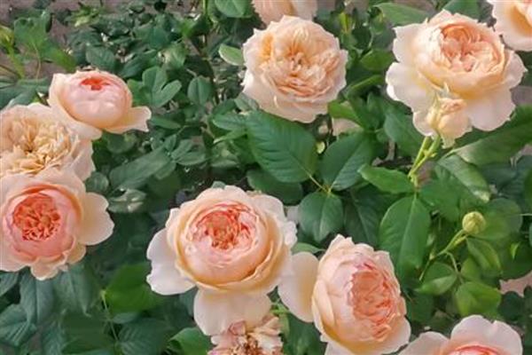 月季的种植方法,将环境温度控制在18-20℃