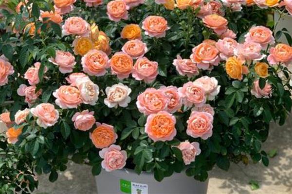 月季的种植方法,将环境温度控制在18-20℃