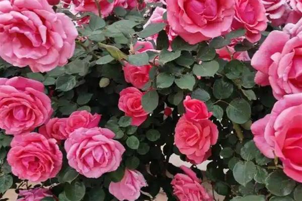 月季的种植方法,将环境温度控制在18-20℃