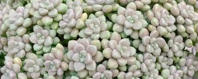姬秋丽怎样养成粉色,要及时补充光照