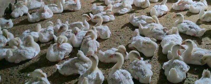 鹅多大晚上就不用开灯，4周龄以后可逐步脱温