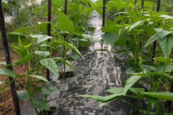 豇豆锈病怎么防治，发病初期喷施三唑酮等药剂