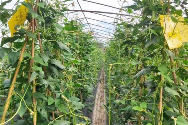豇豆锈病怎么防治，发病初期喷施三唑酮等药剂