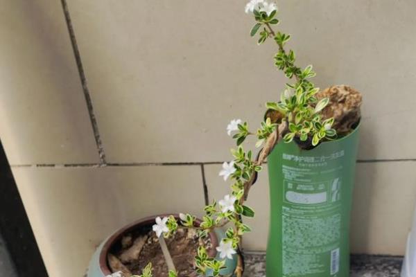 六月雪的盆栽养殖方法,适宜生长的温度在20度左右