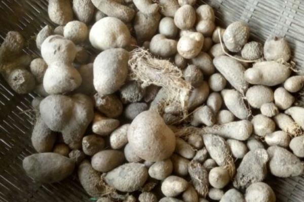 山药的播种方法,需提前浸种6小时